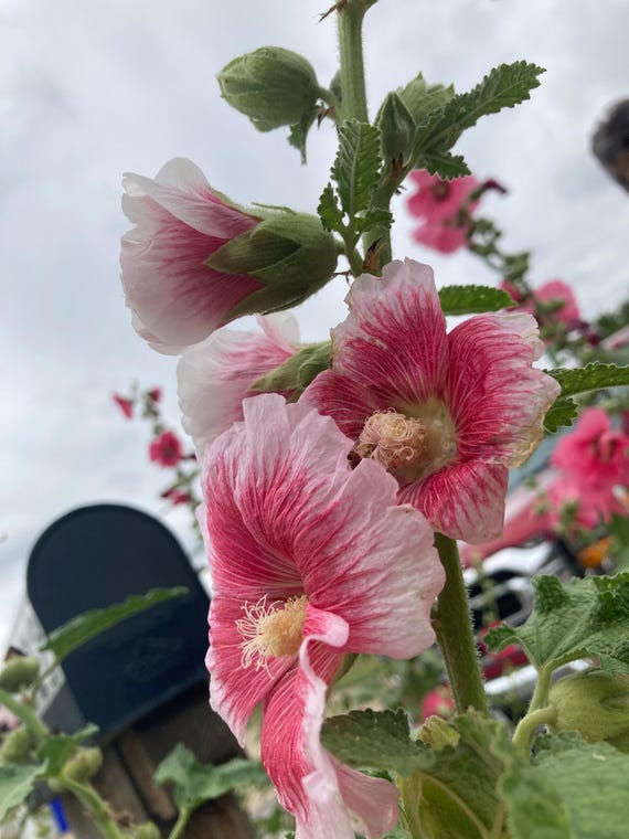 Hollyhock Alcea rosea Seeds - Stock Color #1