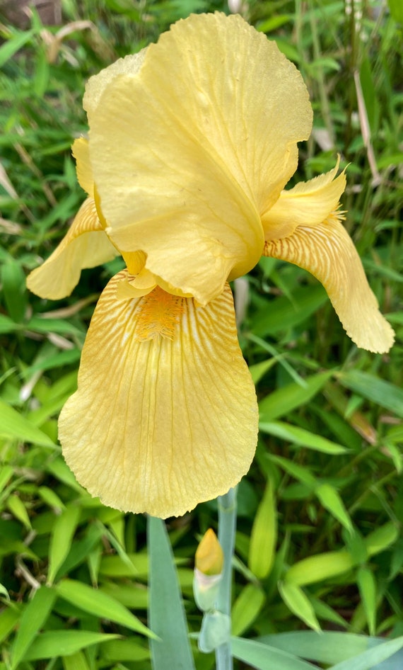 Tall Bearded 'Alta California'  Iris - Pre Sale