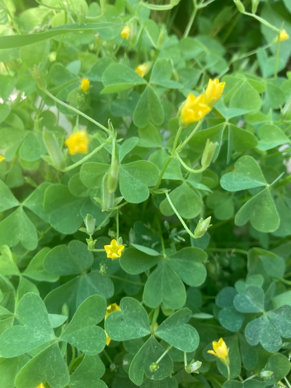 Organic Common Wood Sorrel