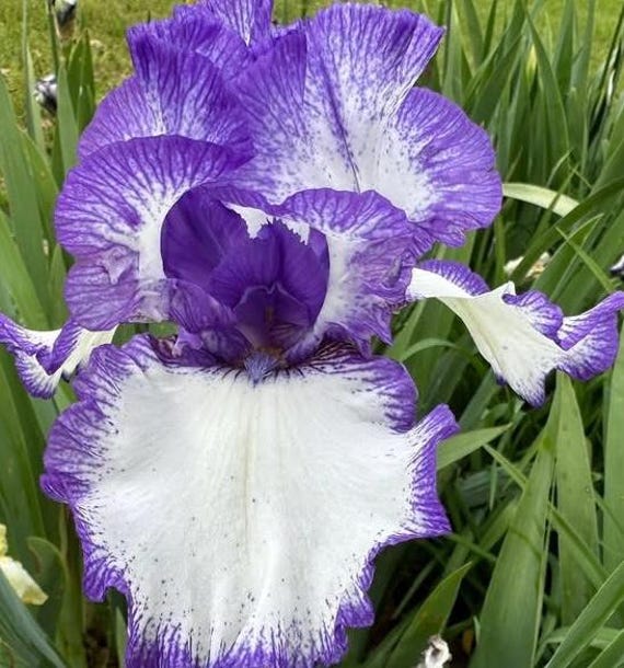 SDB Bearded Iris “ Stitch Witch ” - Ships Now