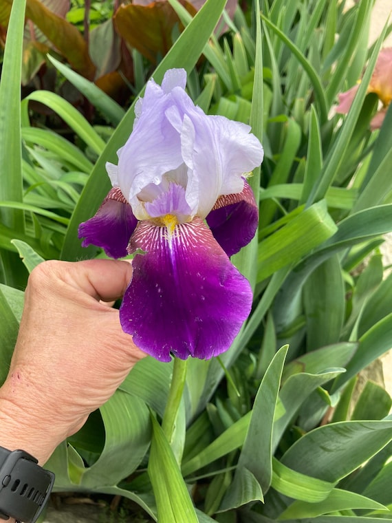 Tall Bearded Iris ' Helen Collingwood ‘