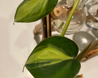 Brazil Philodendron