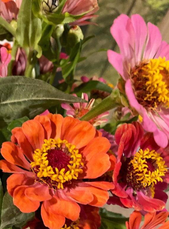 100 Mixed Zinnia Seeds