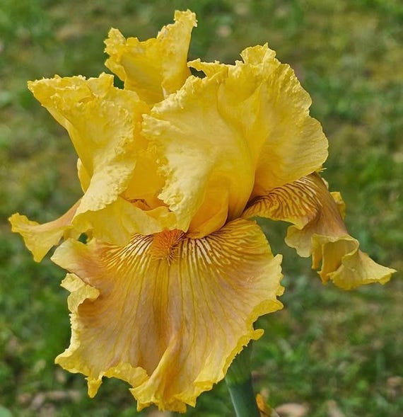 Tall Bearded Iris “ Oregon Firestorm ” - Pre Sale