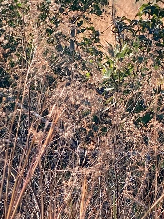 Woolgrass Seeds