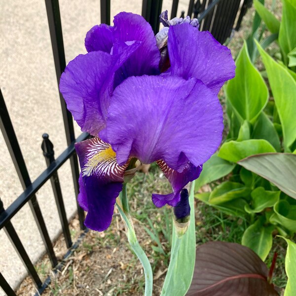 Bearded Iris Bulbs Etsy