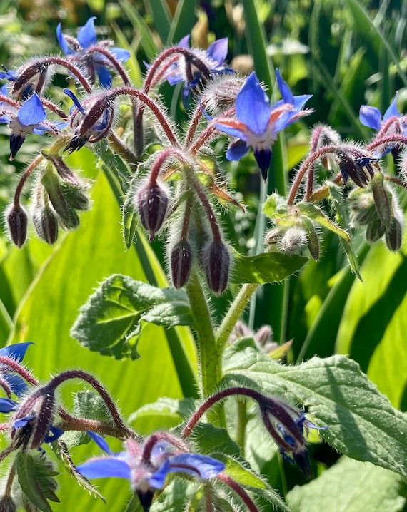 Borage Seeds