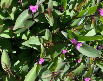 8 Purple Heart Plant Cuttings