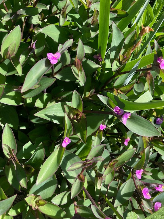 8 Purple Heart Plant Cuttings