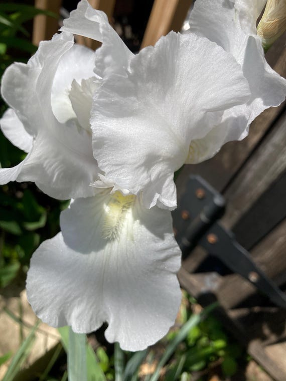 Tall Bearded Iris “ Snow Goddess “ - Pre Sale
