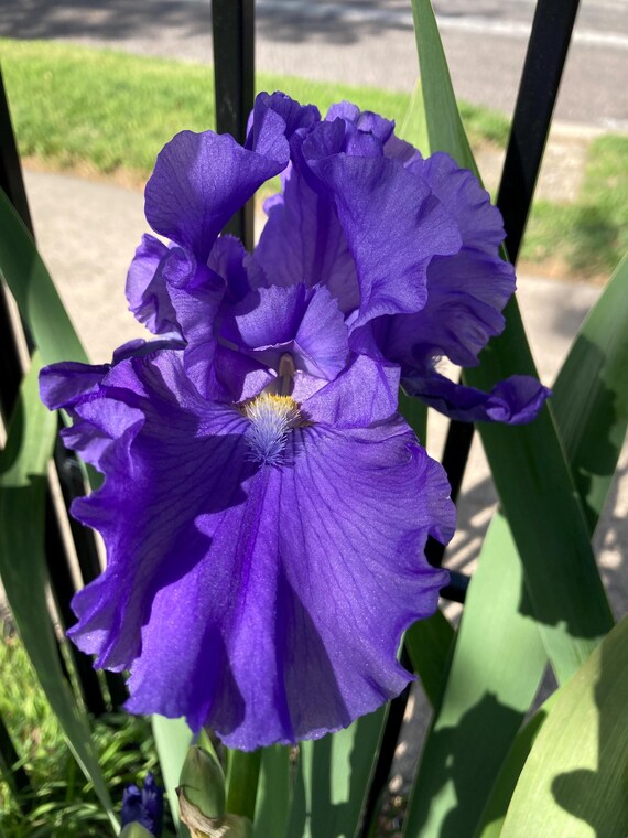Tall Bearded Iris “ Blueberry Bliss“ Pre Sale