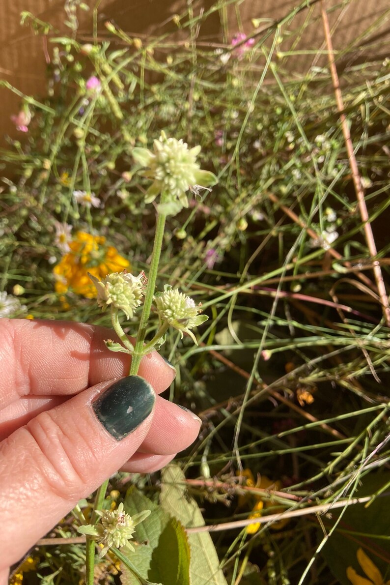 White Clustered Bushmint Seeds - Etsy