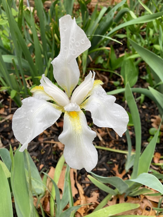 White Cemetery Iris albicans