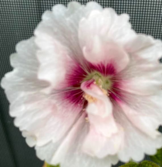 Alcea Rosea White Double Hollyhock Seeds