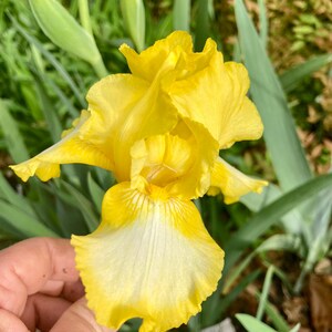 Intermediate Bearded Iris “ Bottled Sunshine “