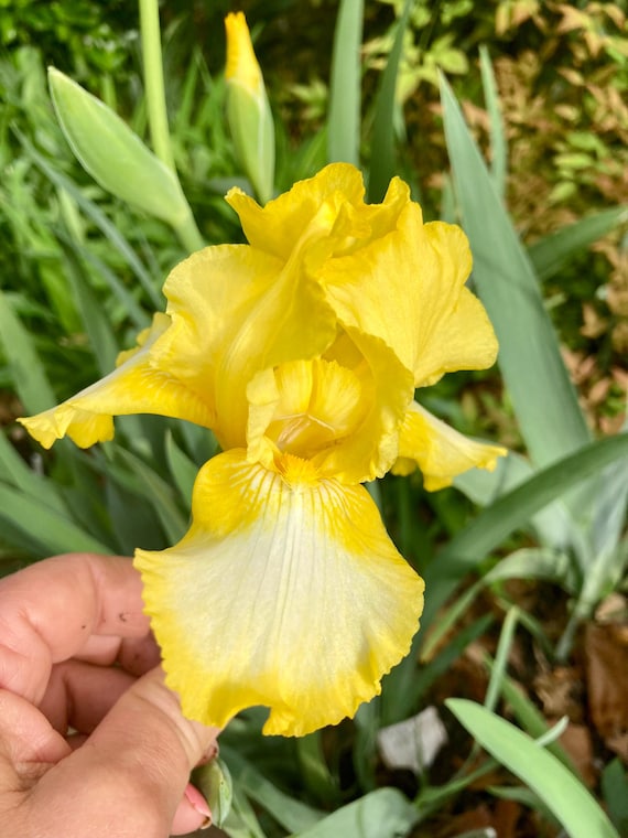 Intermediate Bearded Iris “ Bottled Sunshine “ - Pre Sale*