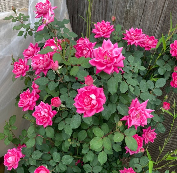 Pink China Rose Cuttings