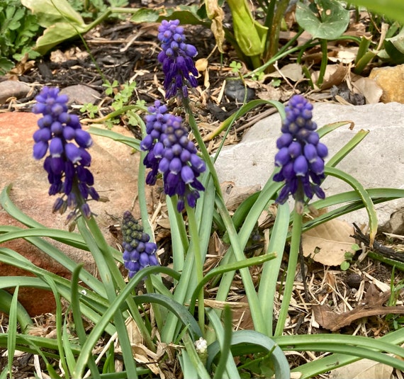 Muscari Grape Hyacinths Seeds