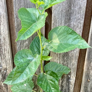 White Mulberry Tree - Smooth Leaf