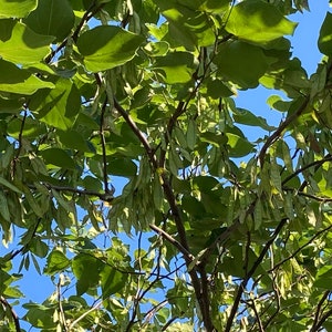 Eastern Redbud Tree Seeds