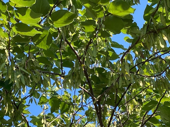 Eastern Redbud Tree Seeds