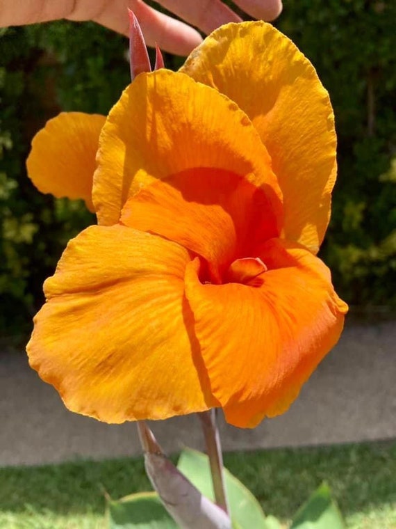 Orange Beauty Canna Lily - tropical perennial