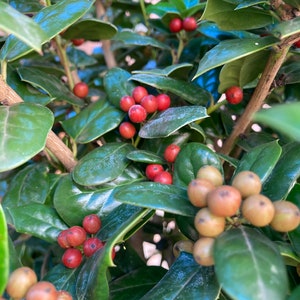 Chinese Holly Seeds