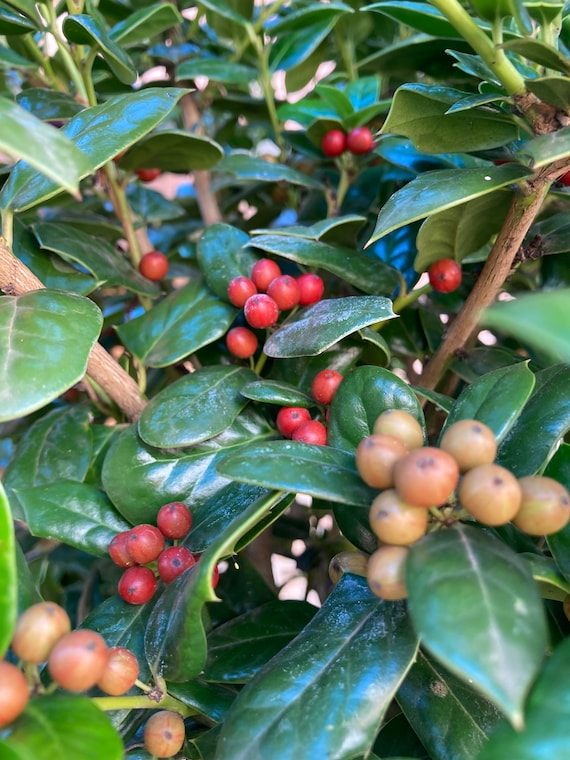 Chinese Holly Seeds