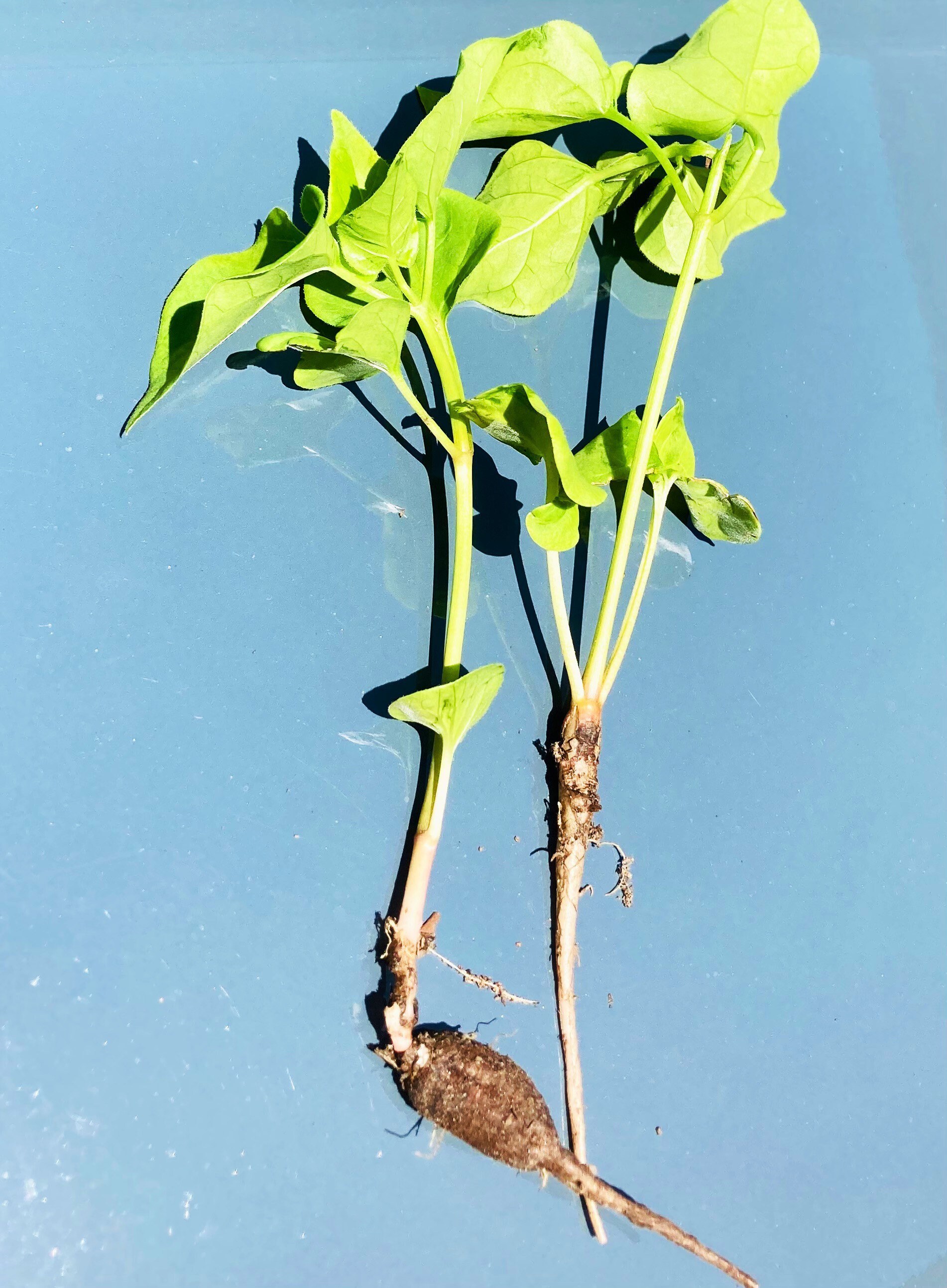 Four O’Clock Plants