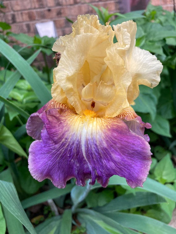 Tall Bearded Iris “ Bold Move  “ - Pre Sale