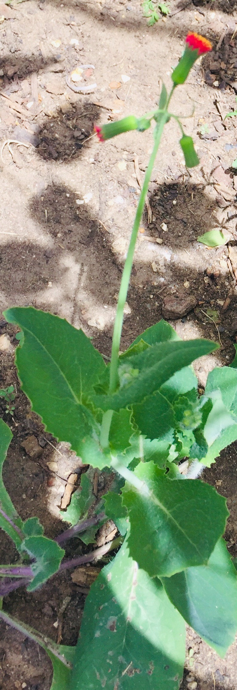 Red Tassel Irish Poet Flower Seeds | Etsy
