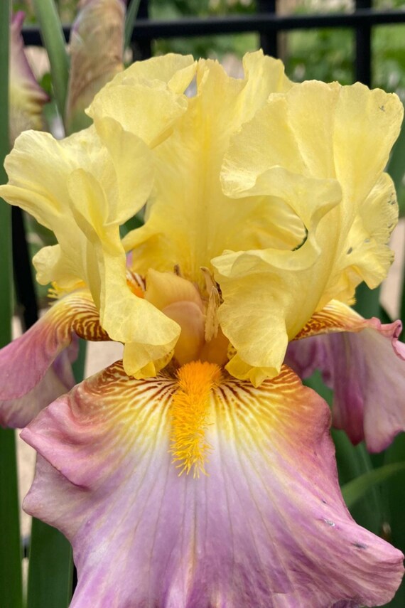 Tall Bearded Iris “ Enthralled “Pre Sale