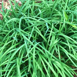 Chinese Garlic Chives Seeds