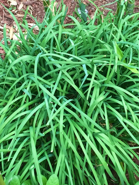 Chinese Garlic Chives Seeds