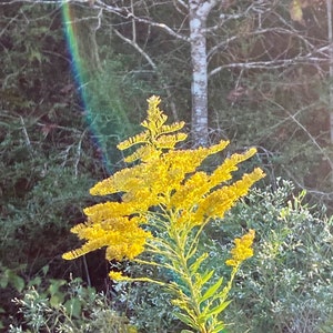 Organically Grown Goldenrod Seeds
