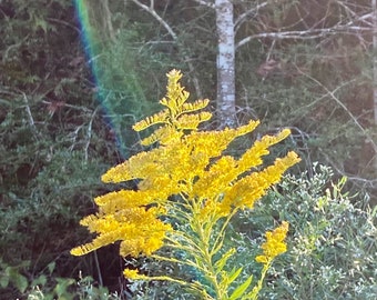 Organically Grown Goldenrod Seeds