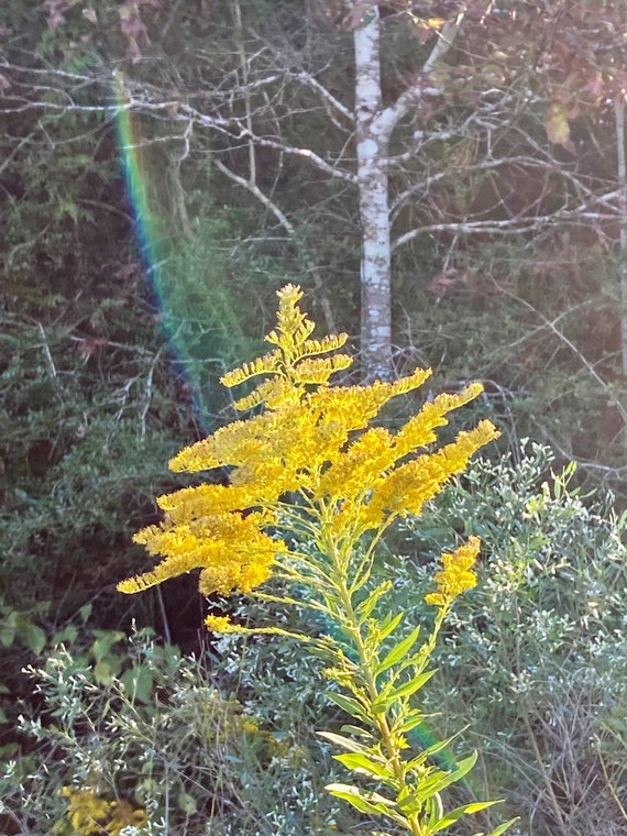 Organically Grown Goldenrod Seeds