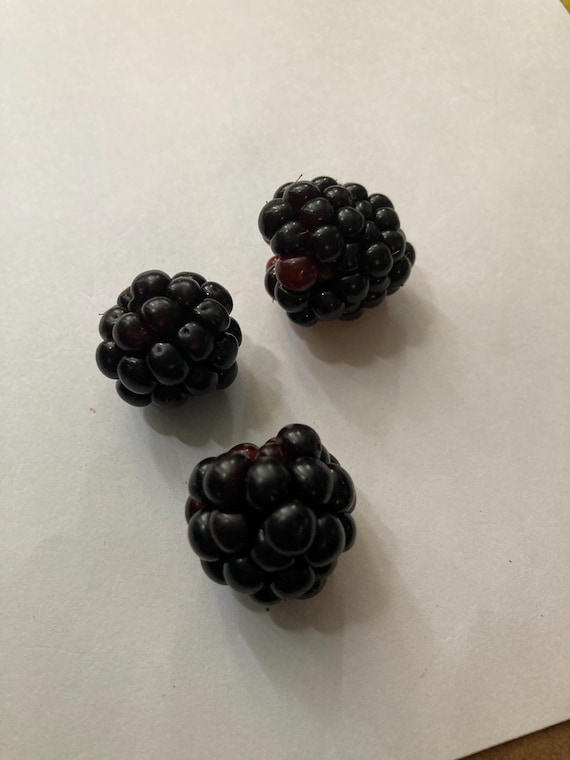 Chester Blackberry Seeds