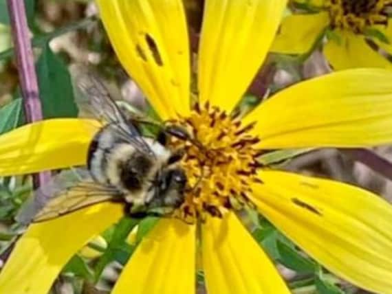 Save The Bees Flower Garden Seed Package