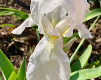 Tall Bearded White Iris ( Matterhorn )