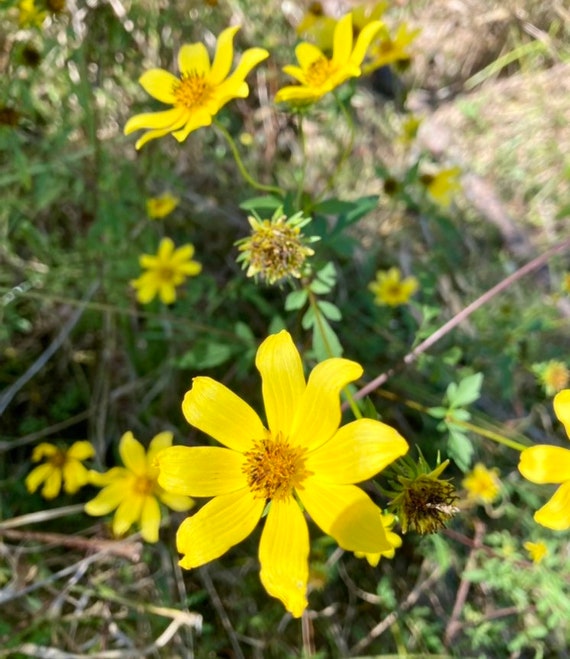 Bearded Beggartick Seeds