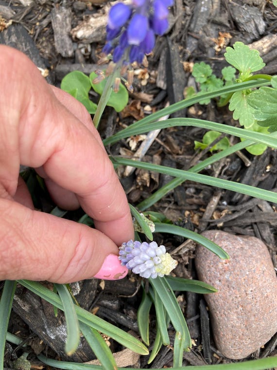 Muscari ( Blue to White )Grape Hyacinths Seeds