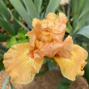 K&ouml;nnte beinhalten: Nahaufnahme einer pfirsichfarbenen Irisbl&uuml;te mit zerknitterten Bl&uuml;tenbl&auml;ttern und orangefarbenen Akzenten. Die Bl&uuml;te hat eine zarte Textur und ist von gr&uuml;nem Laub umgeben. Die Iris steht in voller Bl&uuml;te und zeigt ihre komplizierten Details.