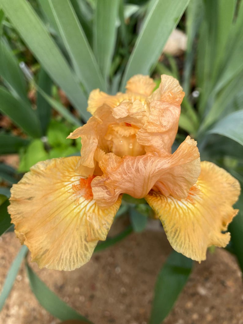 K&ouml;nnte beinhalten: Nahaufnahme einer pfirsichfarbenen Irisbl&uuml;te mit zerknitterten Bl&uuml;tenbl&auml;ttern und orangefarbenen Akzenten. Die Bl&uuml;te hat eine zarte Textur und ist von gr&uuml;nem Laub umgeben. Die Iris steht in voller Bl&uuml;te und zeigt ihre komplizierten Details.
