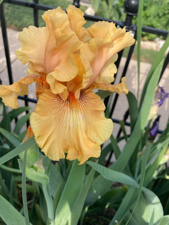 Tall Bearded Iris “ Mango Entree “