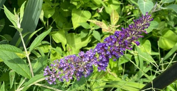 Black Knight Butterfly Bush Seeds