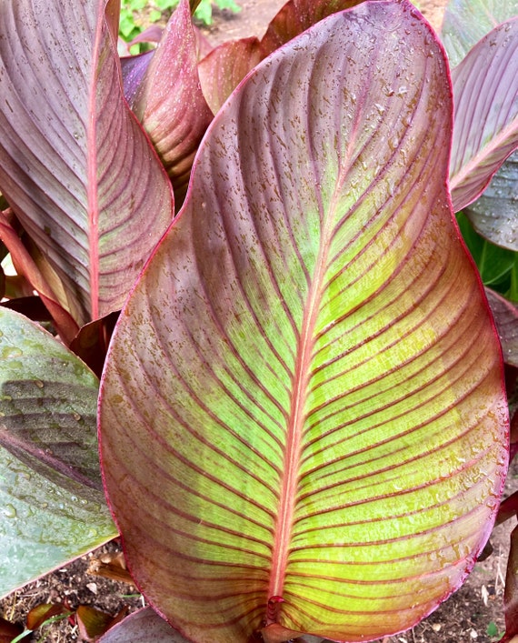 Red Musifolia Giant Canna Bulb Rhizome Etsy Australia Red Musifolia Giant Canna Bulb Rhizome Etsy Australia