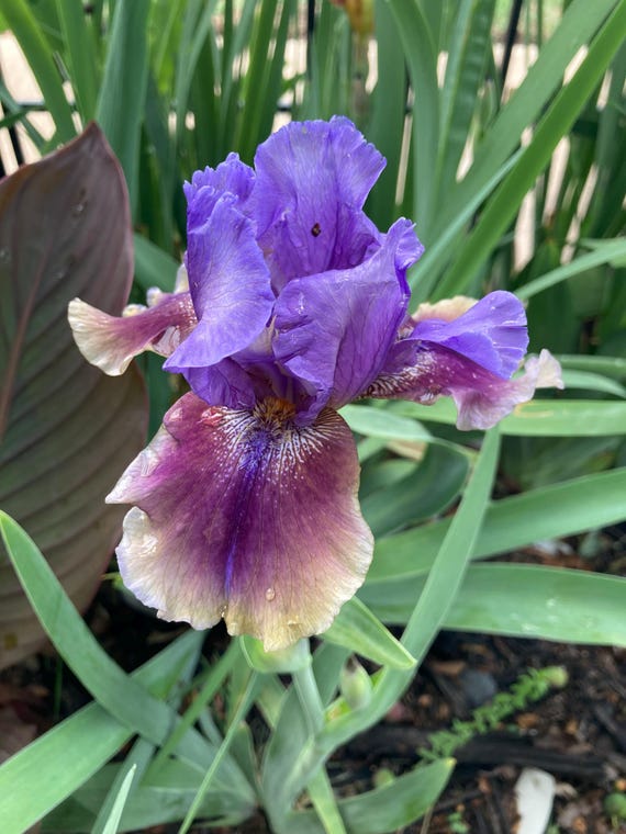 Tall Bearded Iris “  Comic Opera   “ - Ships Now