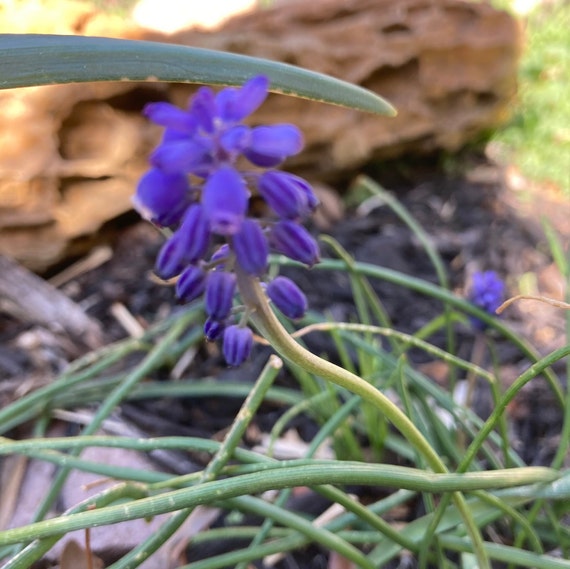 Grape Hyacinth Seeds - M. armeniacum