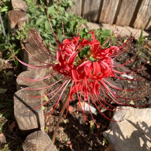 Red Spider Lily Bulb ( Lycoris )